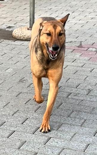 Ulisse Lupetto Timidone